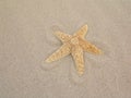 Starfish in sand