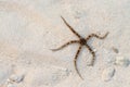 Starfish on sand background Royalty Free Stock Photo