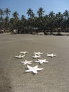 Starfish on the sand on the beach Royalty Free Stock Photo