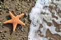 Starfish on the Sand border design. Royalty Free Stock Photo