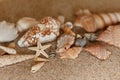 Starfish sand conch shells Royalty Free Stock Photo