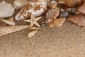 Starfish sand conch shells Royalty Free Stock Photo