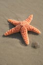 Starfish and Sand Dollar Royalty Free Stock Photo