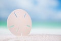 Starfish sand dollar on white ocean beach