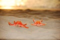 Starfish on sand sea sunset