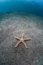 Starfish on Sand Slope Royalty Free Stock Photo