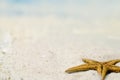 Starfish on sandy beach Royalty Free Stock Photo