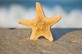 A starfish on a sandy beach against blue sky Royalty Free Stock Photo