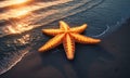 Starfish on a sandy beach at sunset. Royalty Free Stock Photo