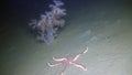 Starfish on sandy bottom underwter of White Sea.