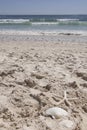 Starfish scallop shells beach shell sea sand summer vacation, summer holiday on the beach