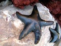 The starfish sculpture at the base of the Neptune statue