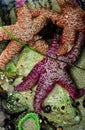 Starfish and Sea Anemones Royalty Free Stock Photo