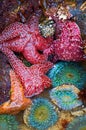 Starfish and Sea Anemones