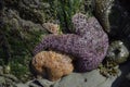 Starfish And Sea Anemones Royalty Free Stock Photo