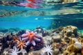 starfish and sea anemones in a touch pool