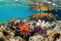 starfish and sea anemones in a touch pool Royalty Free Stock Photo