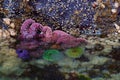 Starfish and sea anenomes, intertidal zone, Browning Passage.