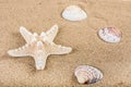 Starfish and sea shells on beach sand Royalty Free Stock Photo