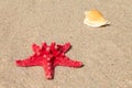 Starfish and sea shells with sand Royalty Free Stock Photo