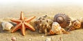 Starfish and sea shells in the sand at the beach Royalty Free Stock Photo