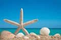 Starfish. Sea shells and Starfish. Beach sand with seashells. Panorama of ocean beach. Miami Beach Florida Royalty Free Stock Photo