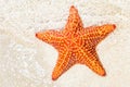 Starfish (sea star) near the shore of a tropical beach