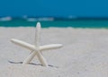 Starfish or Sea Star. Ocean and Beach sand. Summer vacations. Bright sunny day and blue color of salt water. Florida paradise. Tro Royalty Free Stock Photo