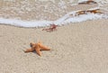 Starfish (sea star) on sandy beach Royalty Free Stock Photo