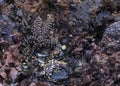 Starfish or sea star in a tide pool in Fitzgerald Marine Reserve in Northern California, Bay Area south of San Francisco