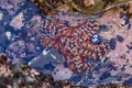 Starfish or sea star in a tide pool in Fitzgerald Marine Reserve in Northern California, Bay Area south of San Francisco