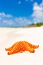 Starfish (sea star) at a tropical beach in Cuba Royalty Free Stock Photo