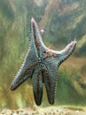 Starfish or sea stars are star-shaped echinoderm Asteroidea Royalty Free Stock Photo
