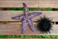 Starfish and sea urchin, echinus Royalty Free Stock Photo