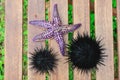 Starfish and sea urchin, echinus Royalty Free Stock Photo