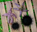 Starfish and sea urchin, echinus Royalty Free Stock Photo