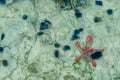 Starfish and Sea Urchins from Above Water Surface with Gentle Wave Movement in the Indian Ocean on the Northeast Coast of Zanzibar Royalty Free Stock Photo