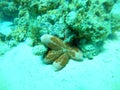 Starfish On the seabed in the Red Sea, Eilat Israel Royalty Free Stock Photo