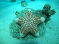 Starfish On the seabed in the Red Sea, Eilat Israel Royalty Free Stock Photo