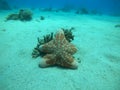 Starfish On the seabed in the Red Sea, Eilat Israel Royalty Free Stock Photo