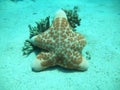Starfish On the seabed in the Red Sea, Eilat Israel Royalty Free Stock Photo