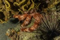 Starfish On the seabed in the Red Sea