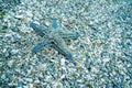 Starfish on the Seabed, Underwater Star Fish