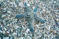 Starfish on the Seabed, Underwater Royalty Free Stock Photo