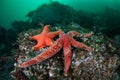 Starfish on Seafloor of Kelp Forest Royalty Free Stock Photo