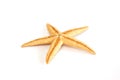 Starfish seashell