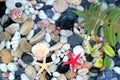 Starfish, seashell, and colorful pebble stones
