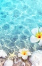 Starfish, seashell and flower on the summer beach in sea water. Summer background. Royalty Free Stock Photo