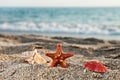 Starfish and seashell on sea sand beach Royalty Free Stock Photo