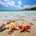 Starfish and seashell on the summer beach, animals, marine life